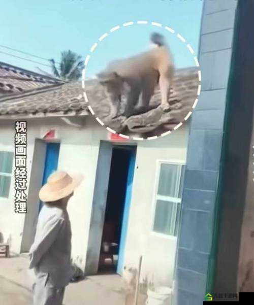 二人生猴子全程不盖被子：禁忌的诱惑